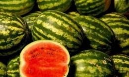 56吃瓜网 黑瓜,揭秘黑瓜背后的真相与内幕